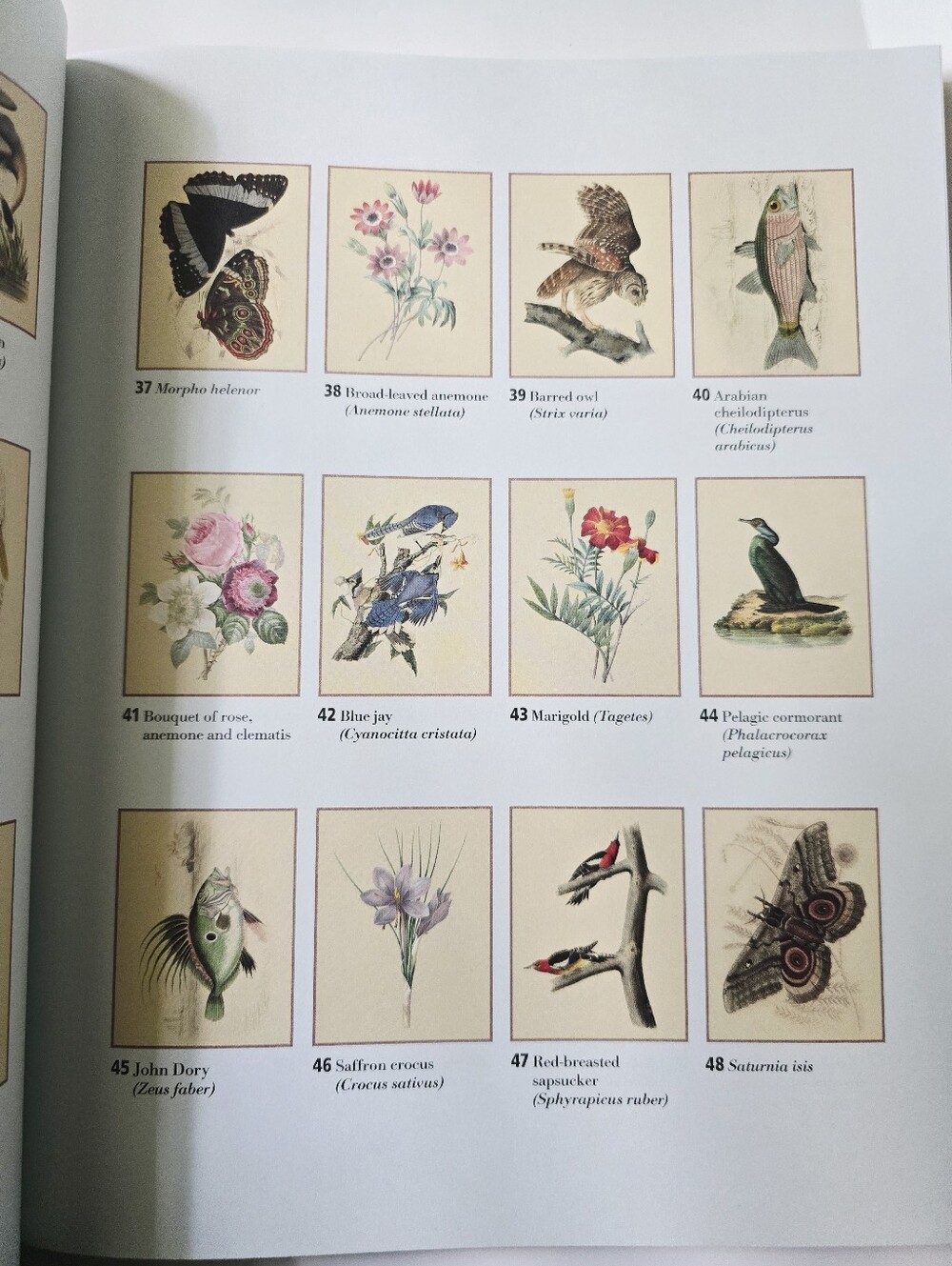 The Beautiful Nature Adult Vintage Coloring Book - Picture 13 of 15